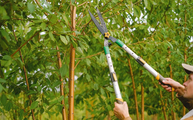 Tree trimming in Wheeling, IL